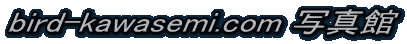 bird-kawasemi.com �̿���